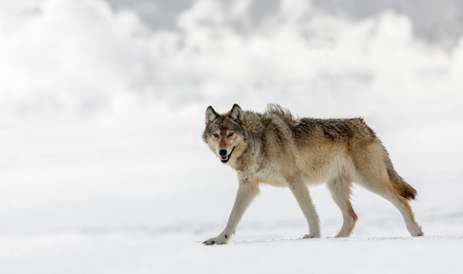 Gray wolf walking through fresh snow in Yellowstone