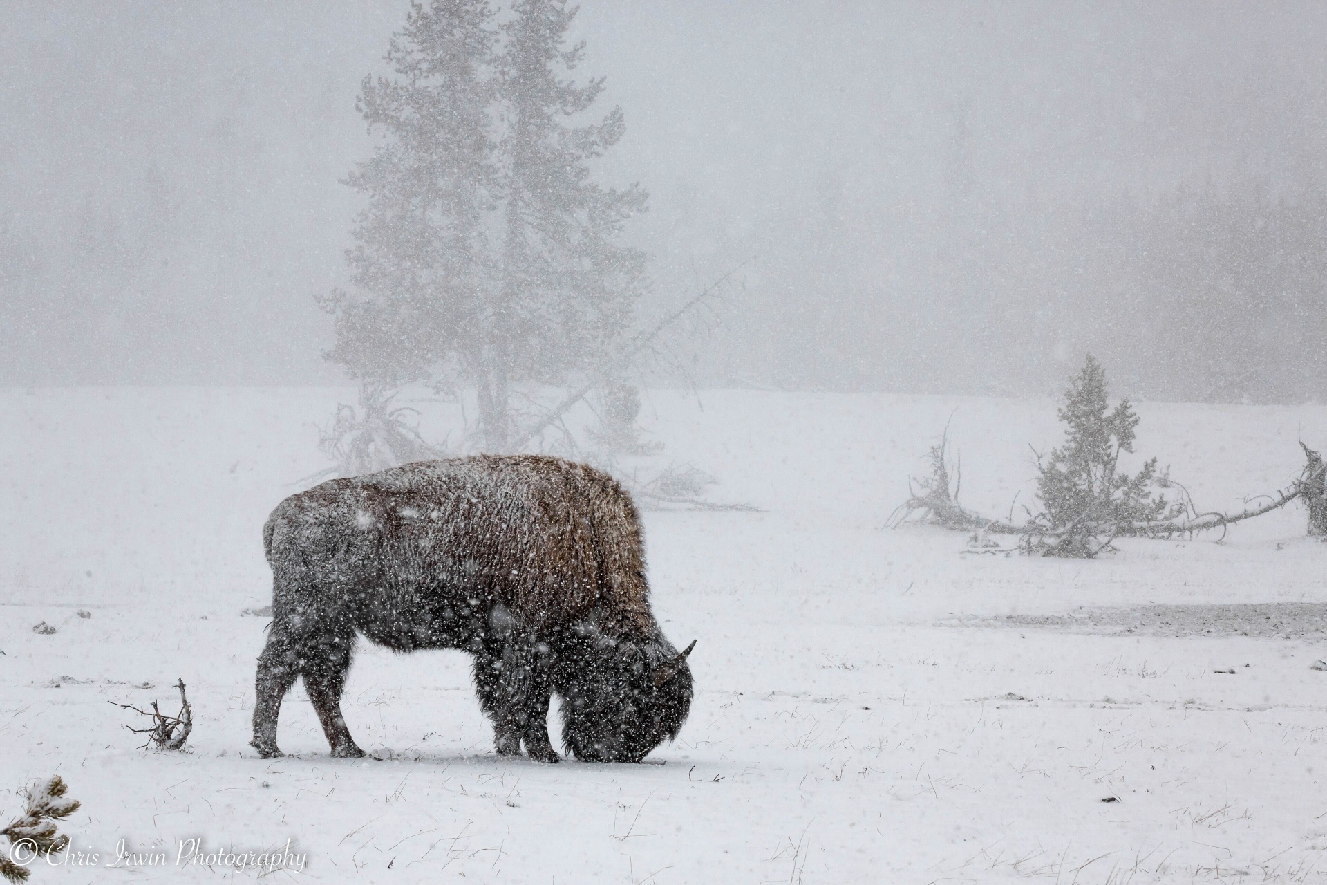 Luxury snow coach in winter Yellowstone with bison and steaming geyser